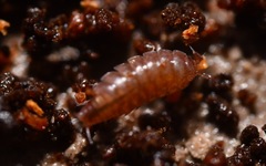 Trichoniscus pusillus