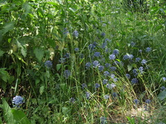 Caerulea