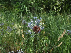 Allium caeruleum