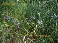 Allium caeruleum