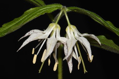 Prosartes maculata