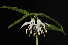 Prosartes maculata