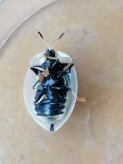 Aspidimorpha angolensis