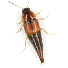 Tachyporus jocosus