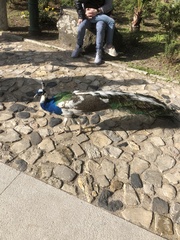 Pavo cristatus