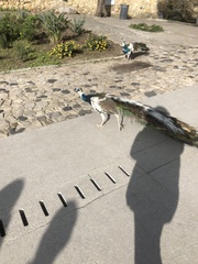 Pavo cristatus