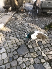 Pavo cristatus