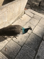 Pavo cristatus