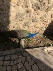 Pavo cristatus