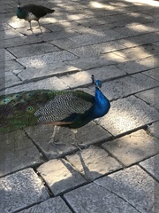 Pavo cristatus