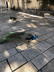Pavo cristatus