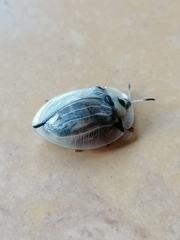 Aspidimorpha angolensis