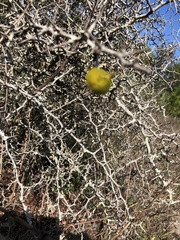 Crataegus michauxii