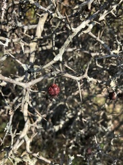 Crataegus michauxii