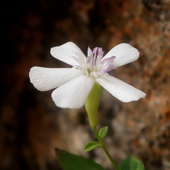 Petrocoptis glaucifolia