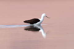 Recurvirostra andina