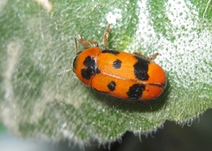 Clytra atraphaxidis