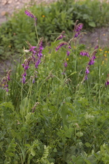 Hedysarum caucasicum