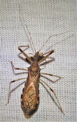 Rocconota annulicornis