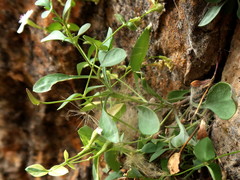 Petrocoptis glaucifolia