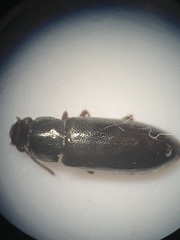 Sphalma quadricollis