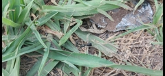 Castianeira