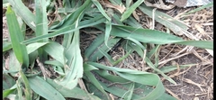 Castianeira