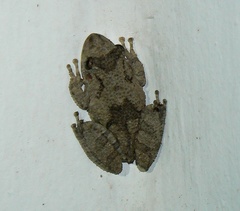 Scinax acuminatus