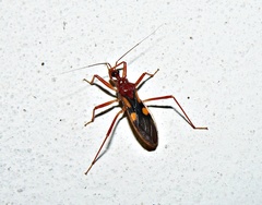 Zelurus transnominalis