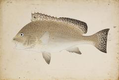 Trout Sweetlips photo 3