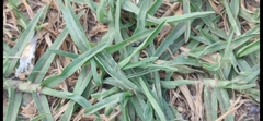 Castianeira