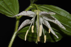 Prosartes maculata
