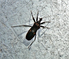Opisthacidius