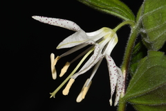 Prosartes maculata