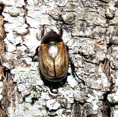 Anomala testaceipennis