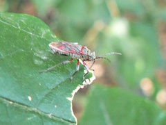 Acinocoris lunaris