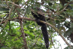 Pithecia aequatorialis