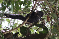 Pithecia aequatorialis