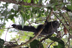 Pithecia aequatorialis