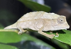 Rieppeleon brevicaudatus