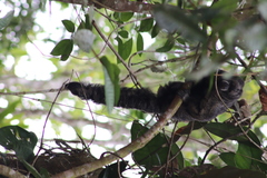 Pithecia aequatorialis