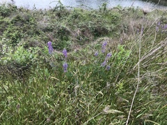 Lupinus rivularis