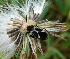 Ochrimnus cinctipennis