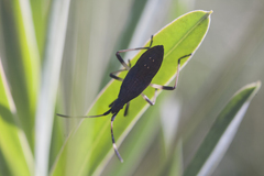Dicranocephalus albipes