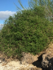 Forestiera angustifolia