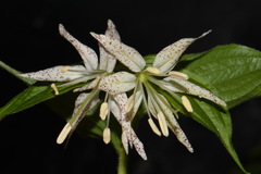 Prosartes maculata
