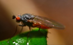 Heteromyza