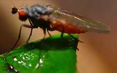 Heteromyza