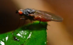 Heteromyza