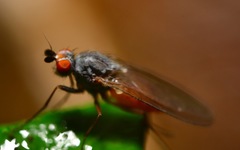 Heteromyza